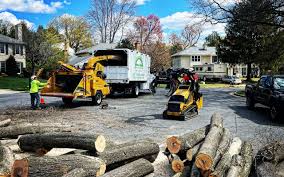 How Our Tree Care Process Works  in  Moscow, PA