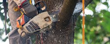 Trusted Moscow, PA Tree Care  Experts